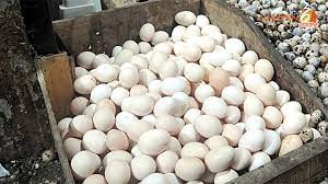 Telur Ayam Kampung
